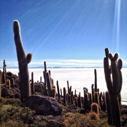 Salar De Uyuni Salt Flats Isla Incahuasi Inkawasi Cactus Island Bolivia