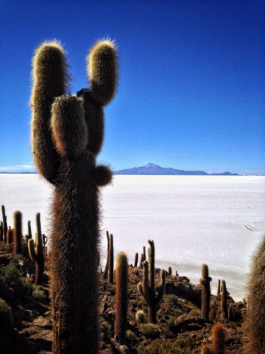 Salar De Uyuni Salt Flats Isla Incahuasi Inkawasi Lone Big Cactus Bolivia
