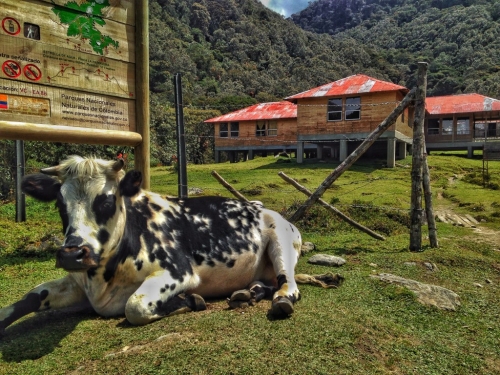 Cow Laying Grass Estela De Agua Cocora Valley Colombia